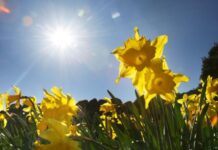 SURREY SPRING WEATHER TO REACH 22˚C