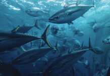 SEASPIRACY SHOCKS NETFLIX VIEWERS