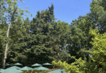 THE VICTORIA LAUNCH GARDEN DINING AREA
