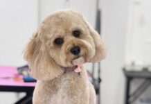 FUR BOUTIQUE LAUNCHES IN RIPLEY
